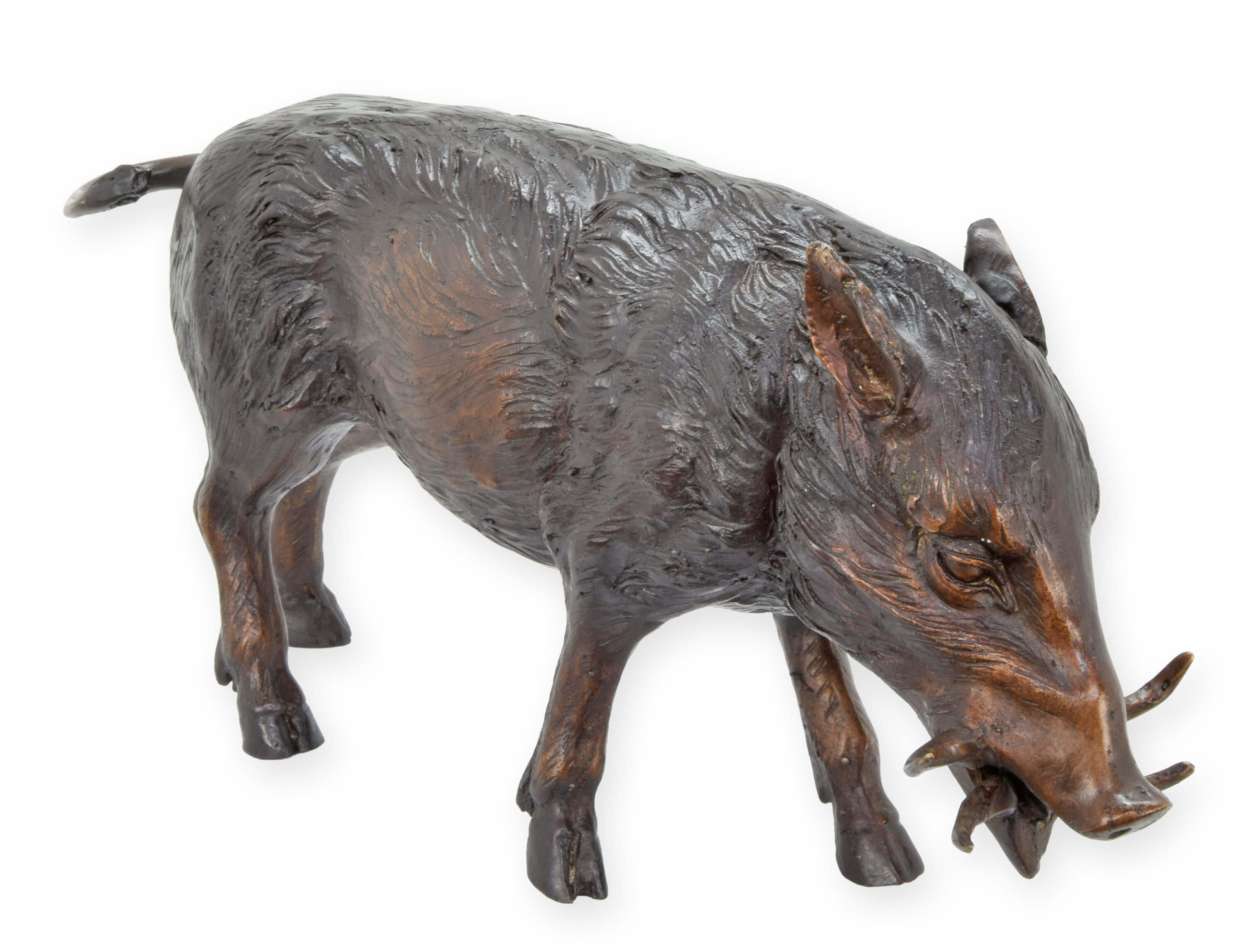 Wildschwein, Schwein, Säugetier, Kuh